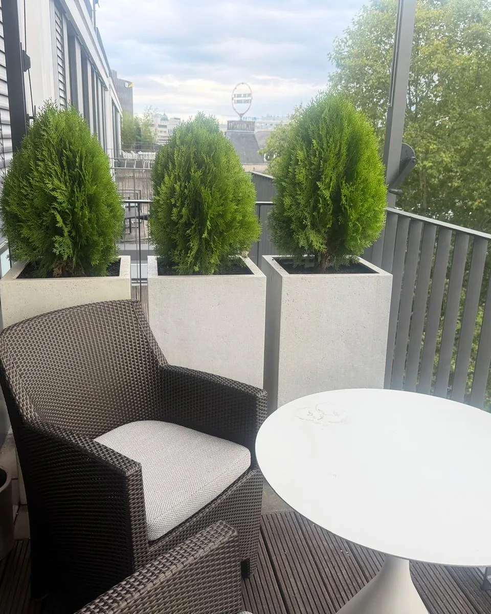 Dieselben drei Kübel nach der Bepflanzung mit je einem Lebensbaum als immergrüner Sichtschutz zur Nachbarterrasse