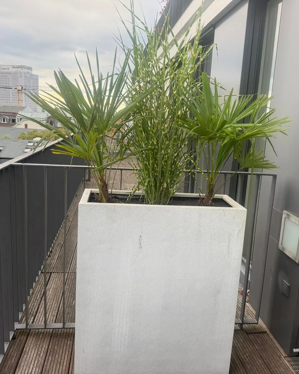 Quadratischer Pflanzkübel am Wohnungsaustritt, bepflanzt mit zwei Hanfpalmen und einem Ziergras
